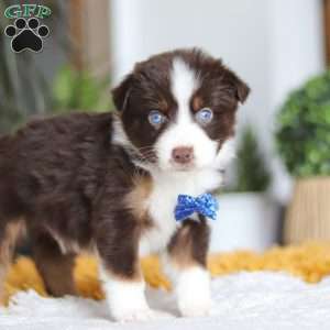Sydney, Miniature Australian Shepherd Puppy